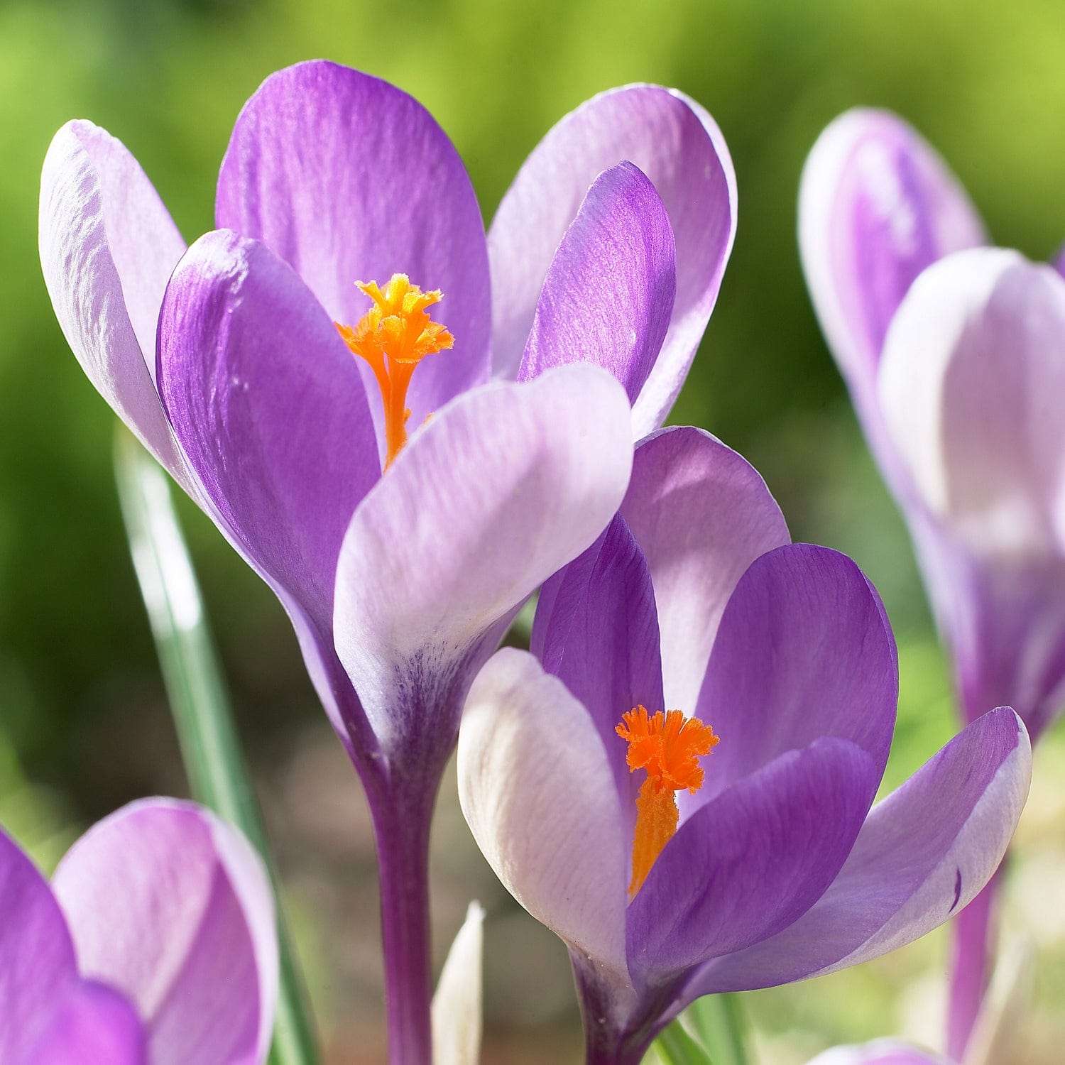 Crocus 'Yalta'